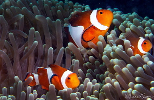 False clown anemonefish/Photographed with a Canon 60 mm m... by Laurie Slawson 